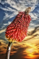 /album/fotogaleria-fotografia-macro/foco-manual-5-640x480-jpg/